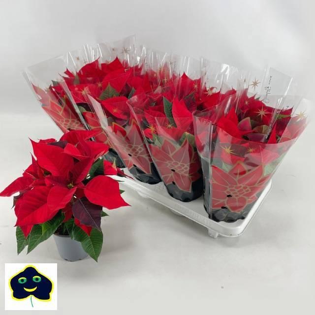 <h4>EUPHOR P CHR UNIVERS</h4>