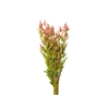 CELOSIA RABO DE GATO 060 CM SALMAO