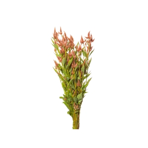 CELOSIA RABO DE GATO 060 CM SALMAO