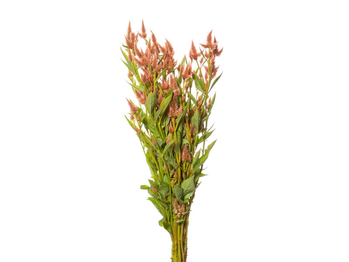CELOSIA RABO DE GATO 060 CM SALMAO