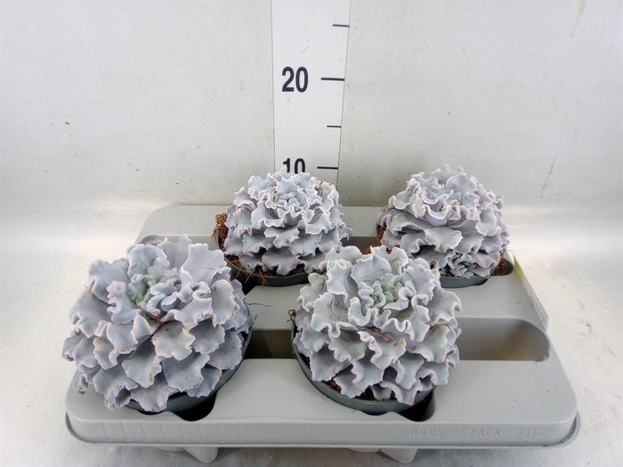 <h4>Echeveria   ...</h4>