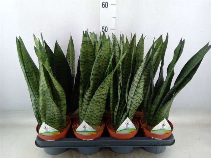 <h4>Sansevieria zeylanica</h4>