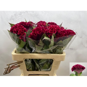 CEL C INDIAN SUMBURG