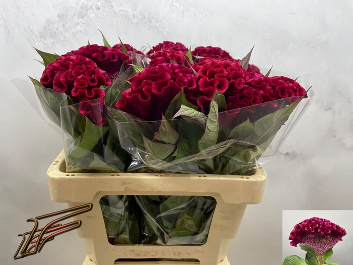 <h4>CEL C INDIAN SUMBURG</h4>