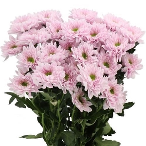 CHRYSANTHEMUM TR 'COMMANDER PINK'