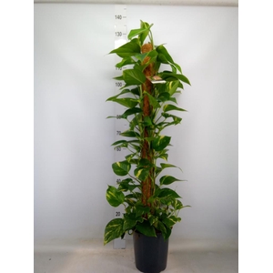 Epipremnum pinn.   ...moss stick