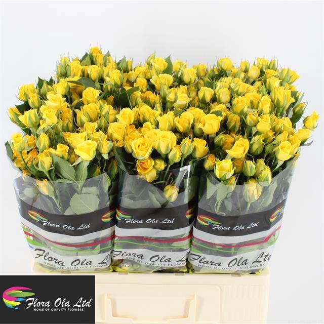 Rosa spray yellow babe