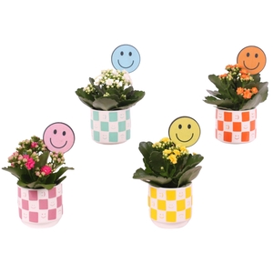 Yearround Arr. Indoor Ceramic Pot Round Smiley Ø08cm 1PP