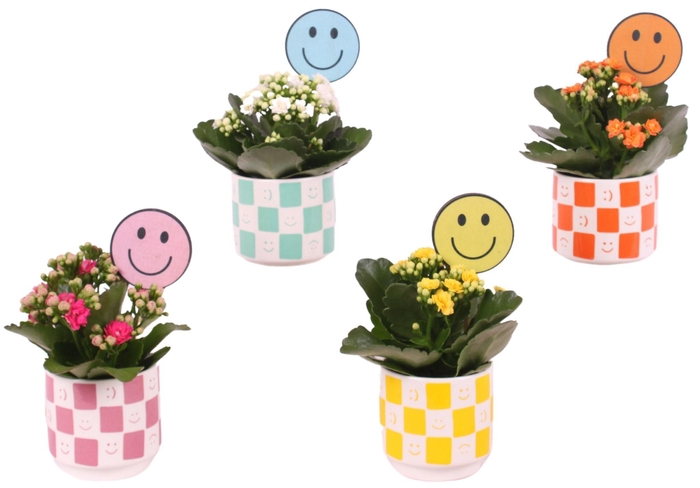 <h4>Yearround Arr. Indoor Ceramic Pot Round Smiley Ø08cm 1PP</h4>