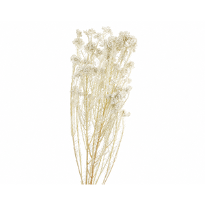 Dried Bleached Ozothamnus