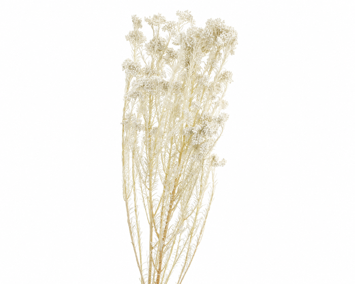 <h4>Dried Bleached Ozothamnus</h4>
