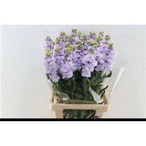 Matth Iron Lavendel