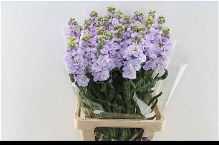 <h4>Matth Iron Lavendel</h4>
