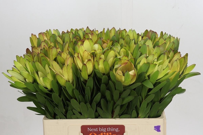 <h4>LEUCAD SAF GOLDSTRIK</h4>