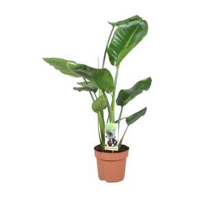 Strelitzia Nicolai