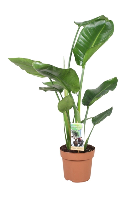 <h4>Strelitzia Nicolai</h4>