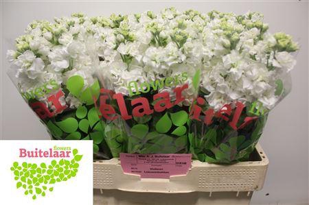<h4>Matth Iron White</h4>