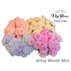 CHR T ALTAJ BLUSH MIX