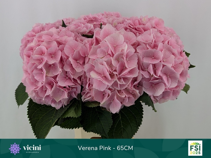 <h4>HYDR M CH VERENA</h4>
