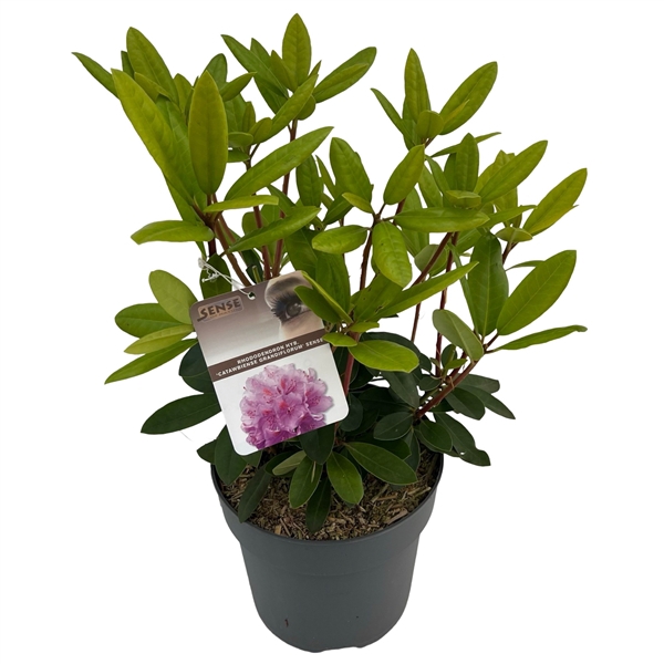 <h4>Rhododendron hyb. 'Catawbiense Grandiflorum' sense</h4>