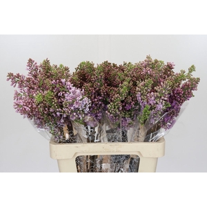 Lilac Vulg Ruhm Von Horstenstein