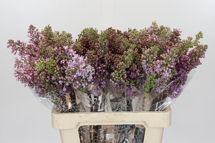 <h4>Lilac Vulg Ruhm Von Horstenstein</h4>