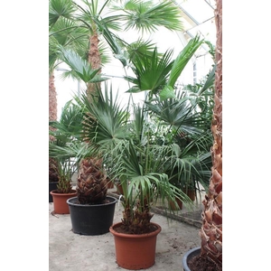 Livistona chinensis 2pp