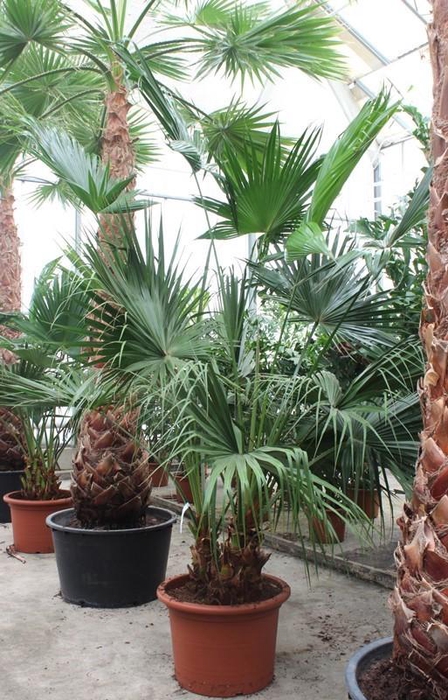 <h4>Livistona chinensis 2pp</h4>