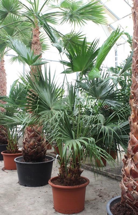 <h4>Livistona chinensis 2pp</h4>