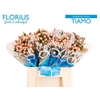 Hypericum Coco Tiamo