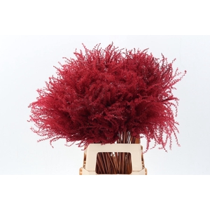 Dried Stippa Feather Bordeaux