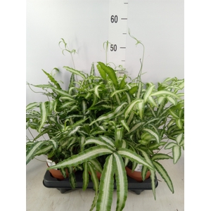 Pteris cretica 'Albolineata'