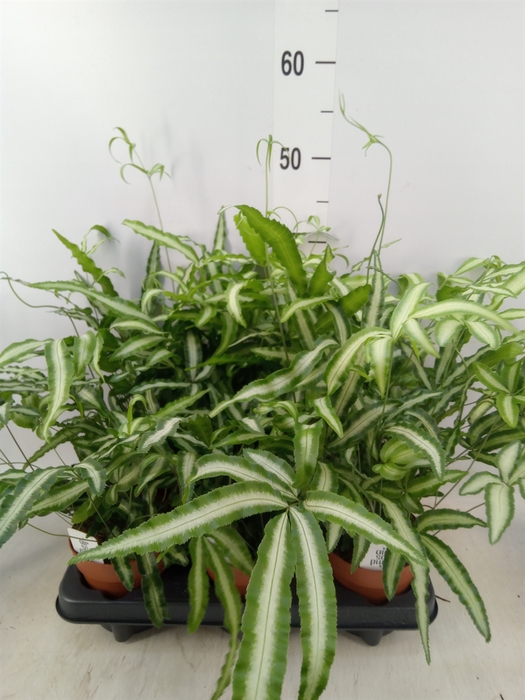 <h4>Pteris cretica 'Albolineata'</h4>