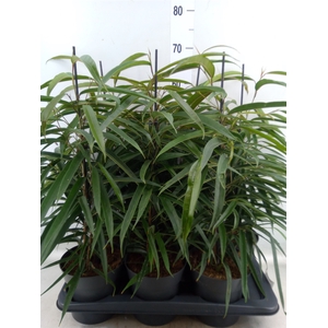 Ficus binn. 'Alii'