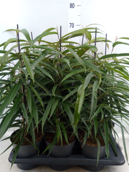 <h4>Ficus binn. 'Alii'</h4>