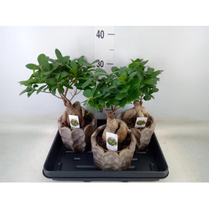 Ficus microcarpa 'Ginseng'