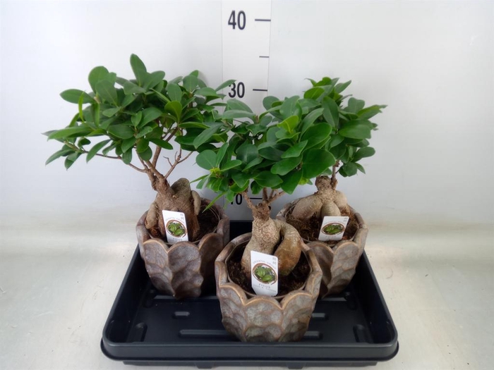<h4>Ficus microcarpa 'Ginseng'</h4>
