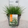 Pennisetum alopecuroides Little Bu