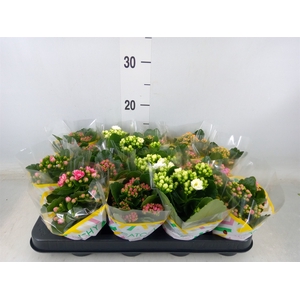 Kalanchoe blos.   ..rosebud mix  5