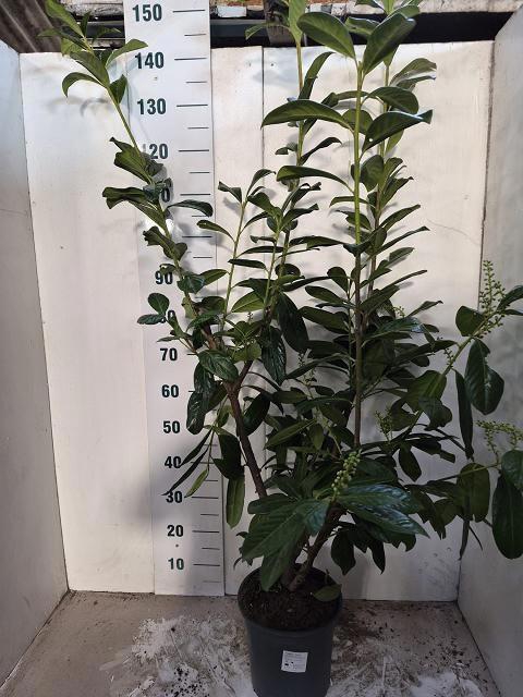 <h4>PRUN LA NOVITA</h4>