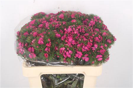 <h4>Di Barb Lord Hotpink</h4>