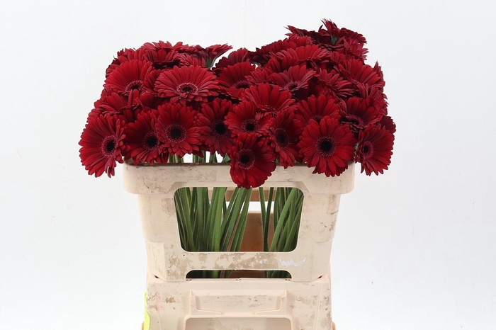 <h4>Ge Mi Black Tie</h4>