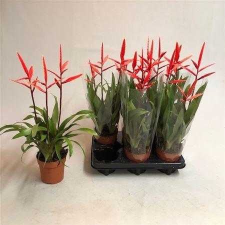 <h4>Vries Elan 3 Bloemstelen</h4>