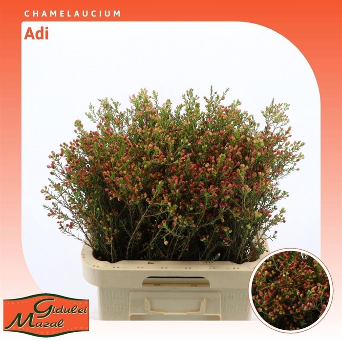 <h4>Chamelaucium Adi</h4>