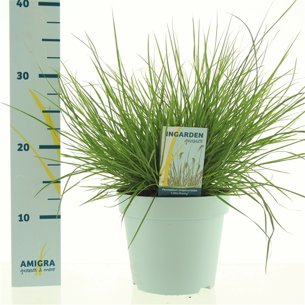 <h4>Pennisetum alopecuroides 'Little Bunny'</h4>