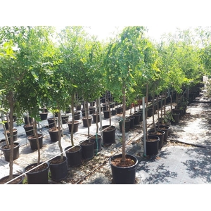 Ziziphus jujuba