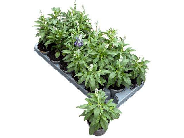 <h4>SALVIA FARINACEA</h4>