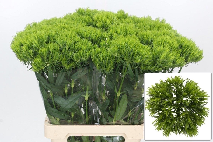 <h4>DI BARB KIWI MELLOW</h4>