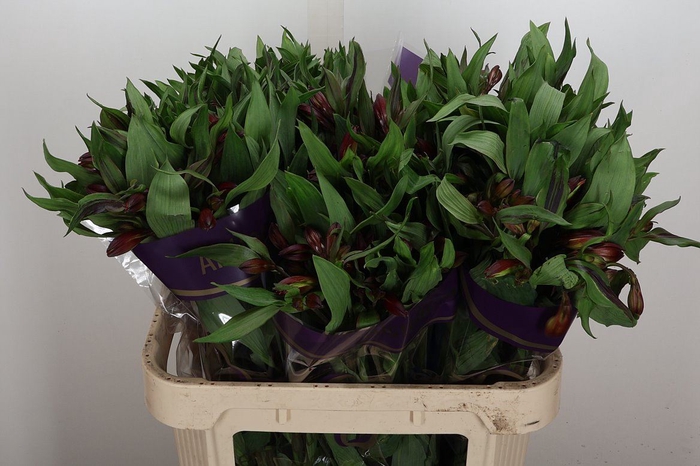 <h4>Alstroemeria  'Hiphop'</h4>