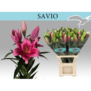 LI OT SAVIO